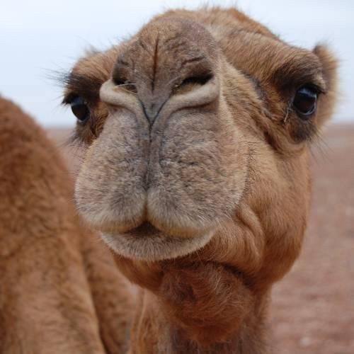 Tour por Marruecos (9 días) - Las Ciudades Imperiales